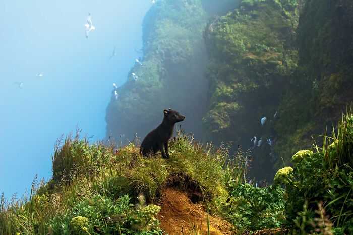 Black fox sitting on a grassy cliff surrounded by birds in a stunning nature scene from the 2025 National Wildlife Photo Contest.