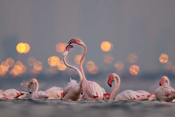 Two flamingos in water during sunset, captured in stunning national wildlife photo contest celebrating nature’s power.