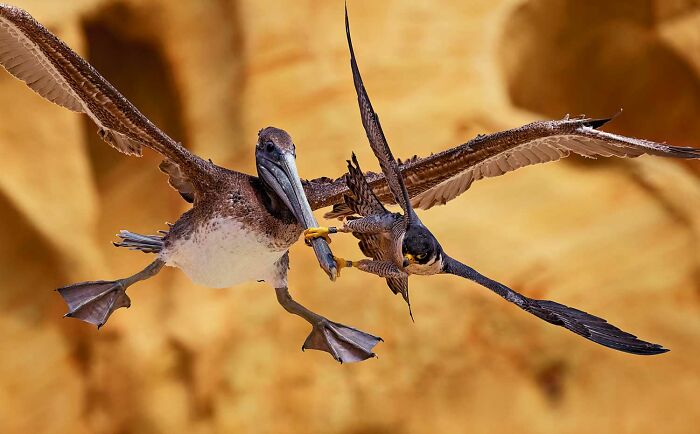 Two birds in mid-flight during a dramatic moment, showcasing nature's power in stunning wildlife photography.