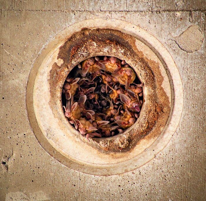 Close-up of bats clustered inside a circular concrete hole, featured in stunning wildlife photos celebrating nature's power.