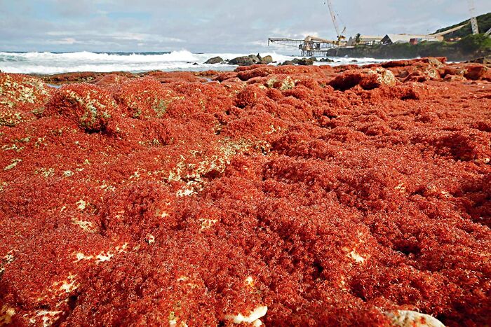 Dense red seaweed covering rocky shore with ocean waves and industrial structures in background, nature powerful wildlife photo contest.