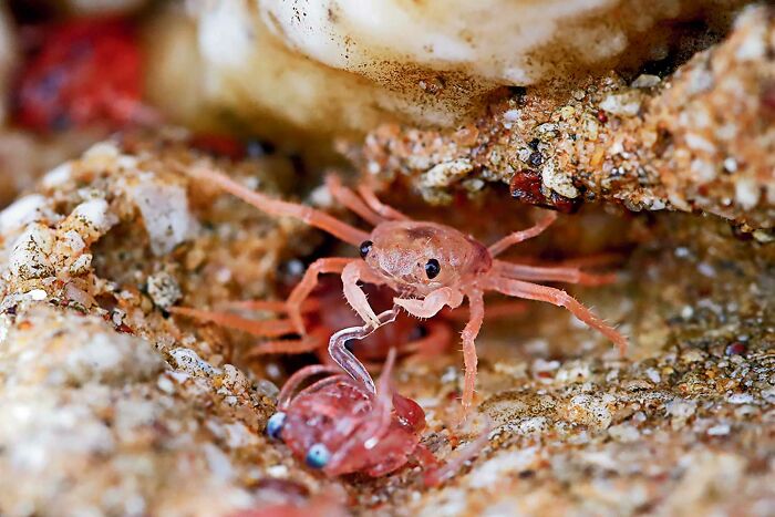 Close-up of a crab feeding in its natural habitat, featured in stunning wildlife photos from the 2025 National Wildlife Photo Contest.