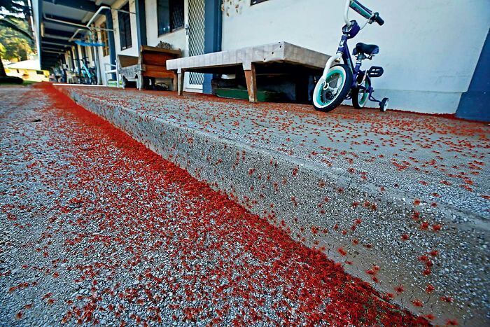 Swarm of red crabs covering concrete steps and ground outside a building in a powerful display of nature wildlife.