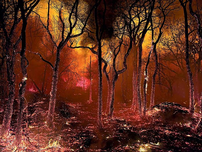 Wildfire burning through a forest at night, showcasing powerful and intense scenes from nature in the wildlife photo contest.