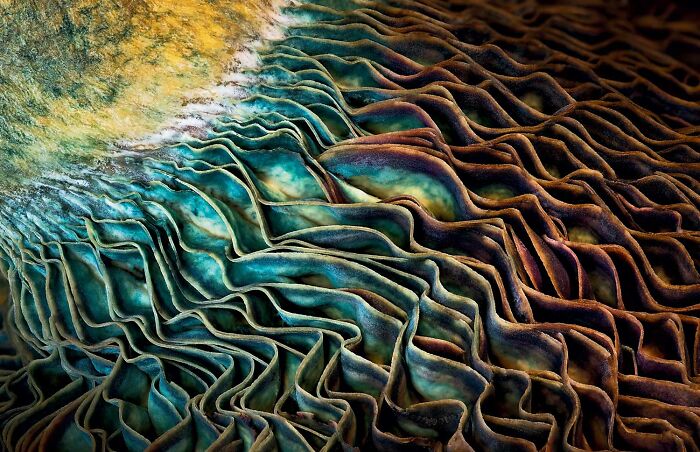 Abstract close-up of natural textures showcasing powerful elements of nature in the 2025 wildlife photo contest.