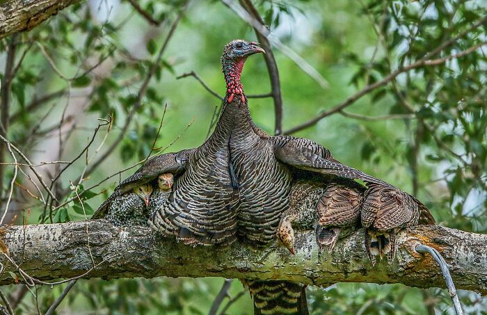 Wild turkey spreading wings on tree branch, captured in stunning wildlife photo from 2025 National Wildlife Photo Contest.