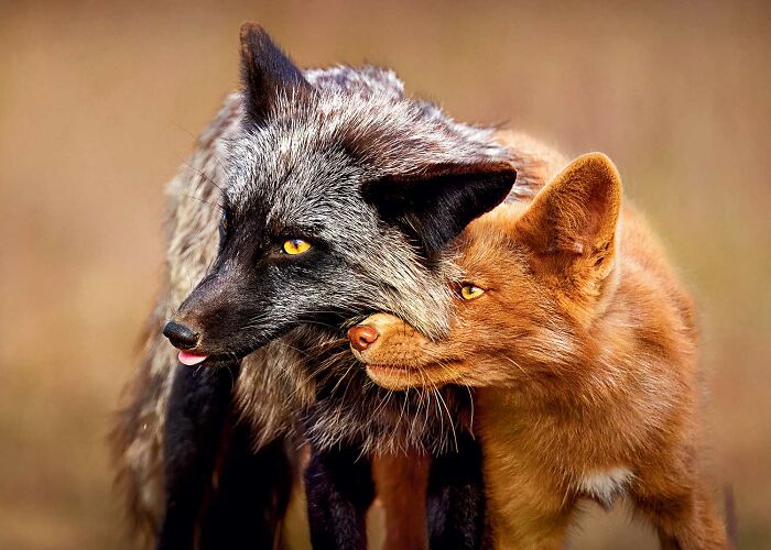 Two foxes nuzzling each other, showcasing intimate wildlife moments from the 2025 National Wildlife Photo Contest.