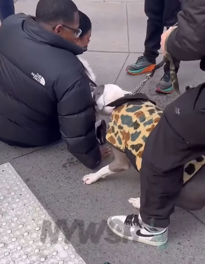 Pit bull dog in a leopard jacket held on leash by people on a crowded Manhattan street sidewalk.
