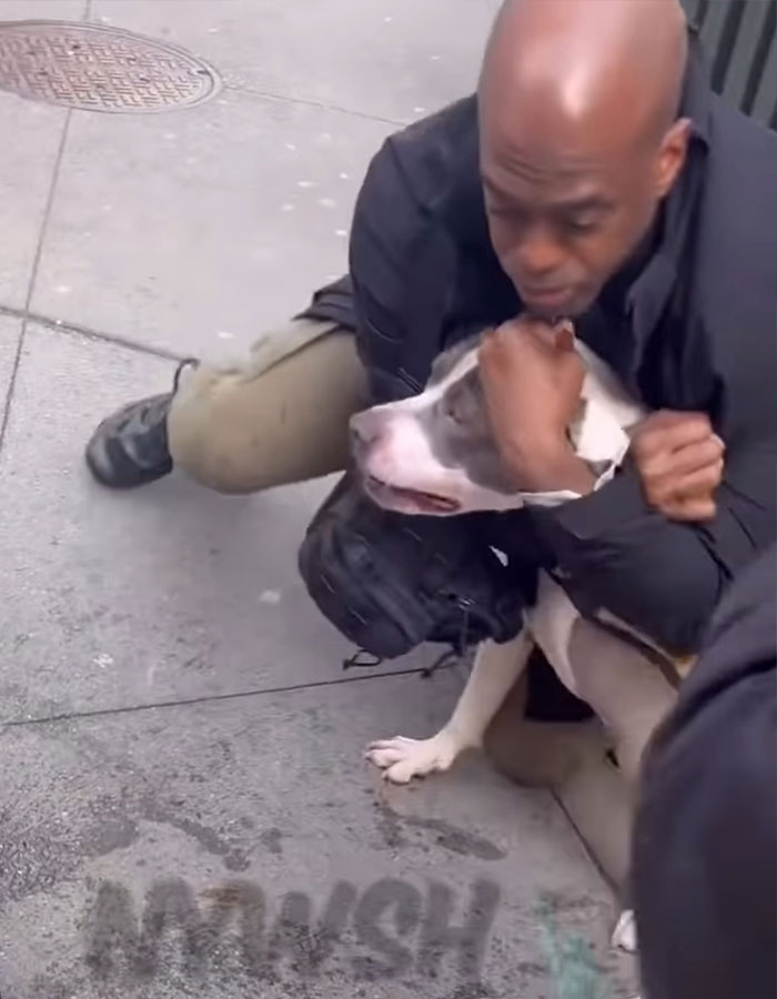 Man restraining pit bull on Manhattan street after dog refuses to release grip during toddler attack incident. Man restraining pit bull on Manhattan street after dog refuses to release grip during toddler attack incident.