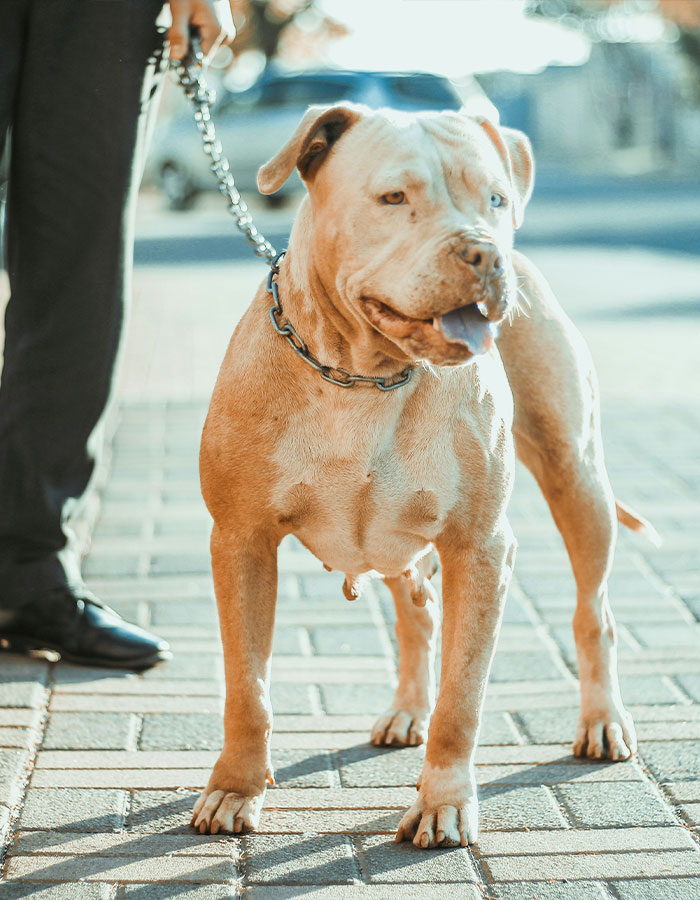 Pit Bull standing on a city sidewalk, held on a leash by a person wearing black shoes and pants. Pit Bull standing on a city sidewalk, held on a leash by a person wearing black shoes and pants.