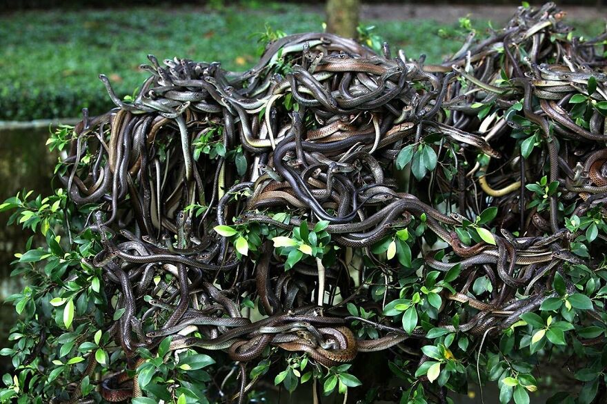 A dense cluster of snakes on green foliage, highlighting a dangerous place to visit in the world right now.