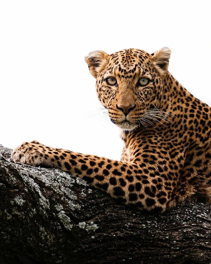 Leopard resting on a tree branch showcasing breathtaking moments captured in the African wild wildlife photography.