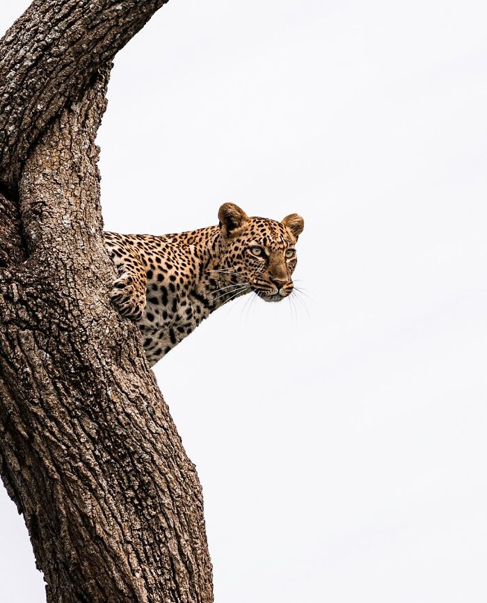 Leopard perched on a tree branch in the African wild, showcasing breathtaking wildlife photography moments.