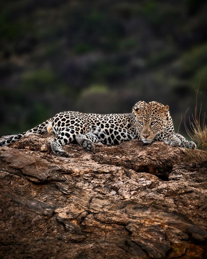 Leopard resting on rocky terrain, showcasing breathtaking moments from the African wild in wildlife photography.