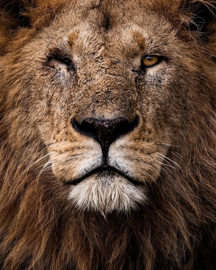 Close-up of a lion's face showcasing stunning detail, a powerful image from a wildlife photographer in the African wild.