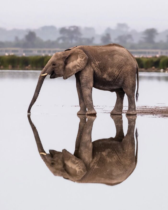 Young elephant standing in water with clear reflection, showcasing incredible wildlife moments in the African wild.