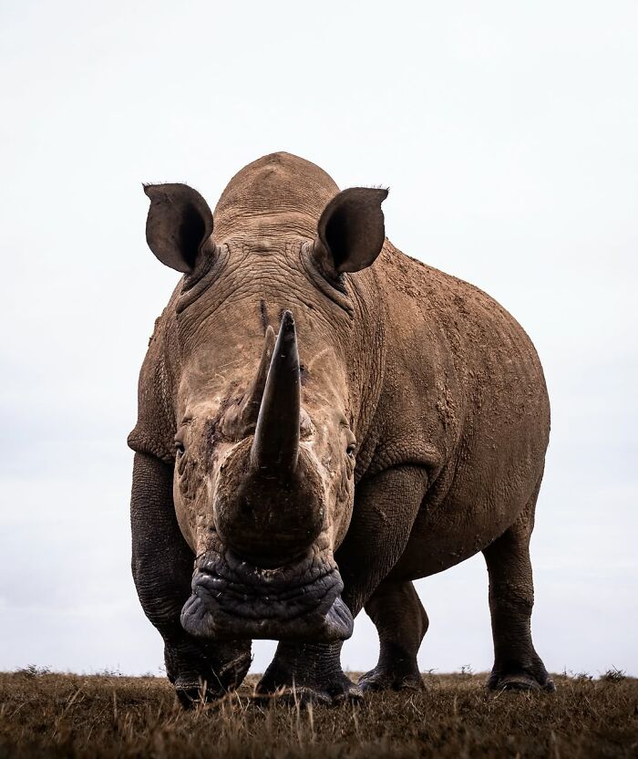 Close-up of a rhinoceros in the African wild captured by a wildlife photographer showcasing natural habitat and detail.