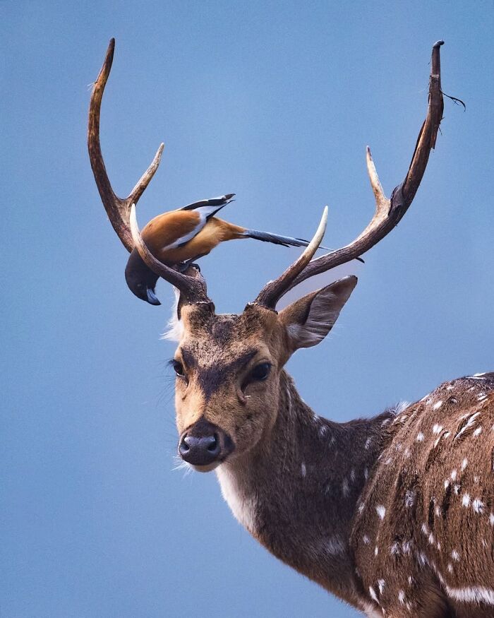 Spotted deer with large antlers and a bird perched on them, showcasing breathtaking moments from the African wild.