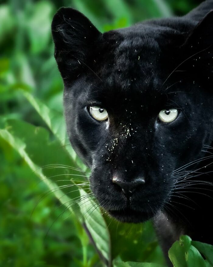 Close-up of a black panther in the African wild captured by a wildlife photographer in a natural green setting.