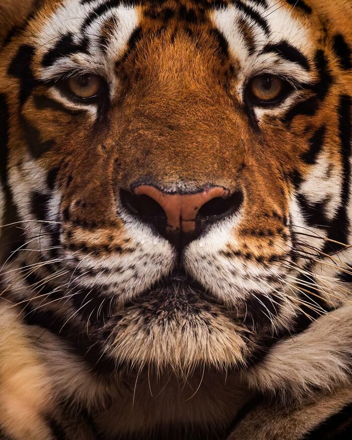 Close-up of a tiger’s face showcasing the beauty of wildlife captured in the African wild by a wildlife photographer.