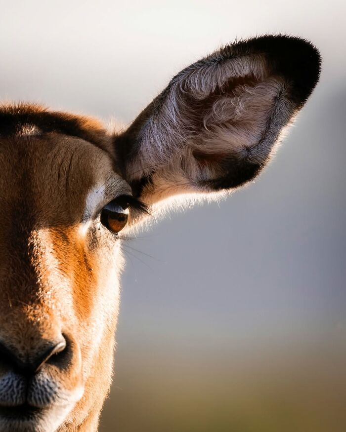Close-up of an African wild antelope's face and ear, showcasing wildlife photography in the African wild.