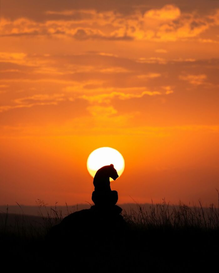 Silhouette of a wild animal at sunset in the African wild, captured by a wildlife photographer in nature.