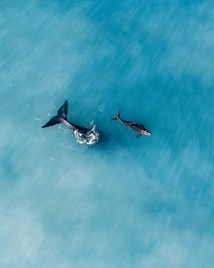 Aerial view of whales swimming in clear blue water, showcasing breathtaking moments from the African wild.