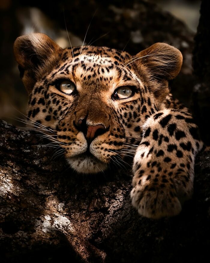 Close-up of a leopard resting on a tree branch, showcasing breathtaking moments from the African wild in wildlife photography.