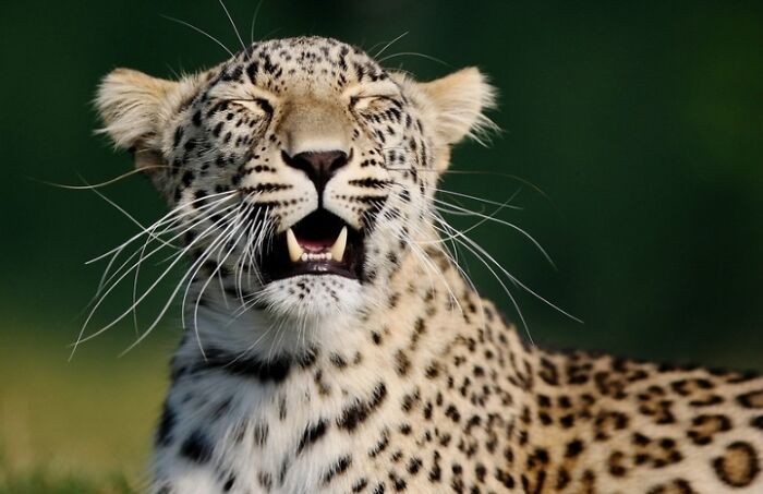 “I Don’t Have Helicopters Or Expensive Expeditions — But I Still Capture Wildlife Moments That Travel The World”