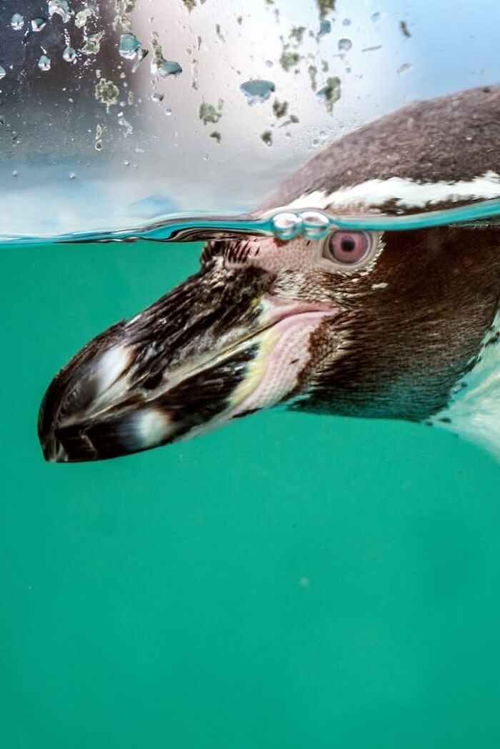 “I Don’t Have Helicopters Or Expensive Expeditions — But I Still Capture Wildlife Moments That Travel The World”