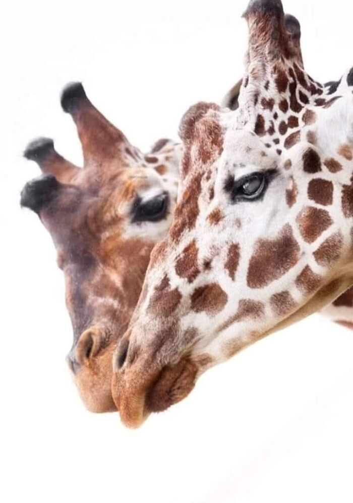 “I Don’t Have Helicopters Or Expensive Expeditions — But I Still Capture Wildlife Moments That Travel The World”