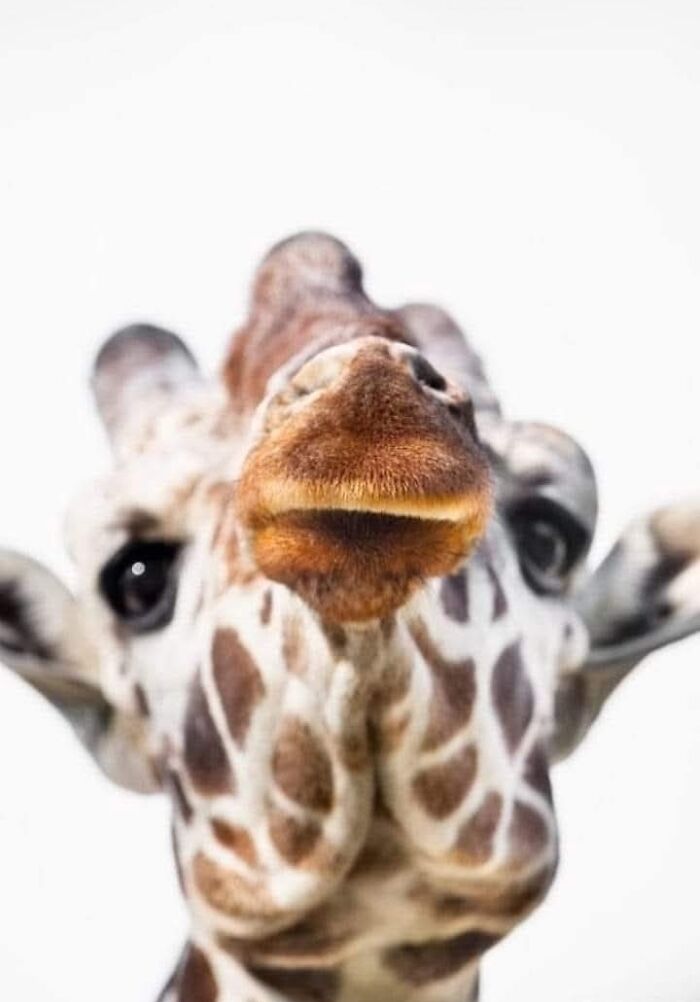 “I Don’t Have Helicopters Or Expensive Expeditions — But I Still Capture Wildlife Moments That Travel The World”