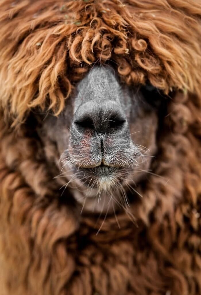 “I Don’t Have Helicopters Or Expensive Expeditions — But I Still Capture Wildlife Moments That Travel The World”