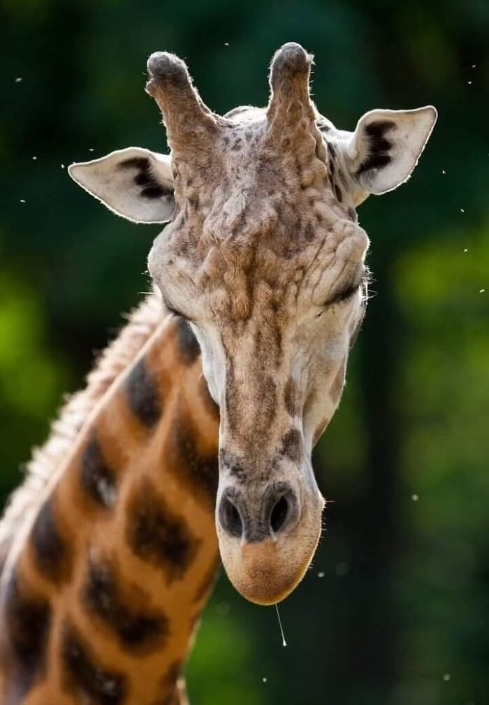 “I Don’t Have Helicopters Or Expensive Expeditions — But I Still Capture Wildlife Moments That Travel The World”
