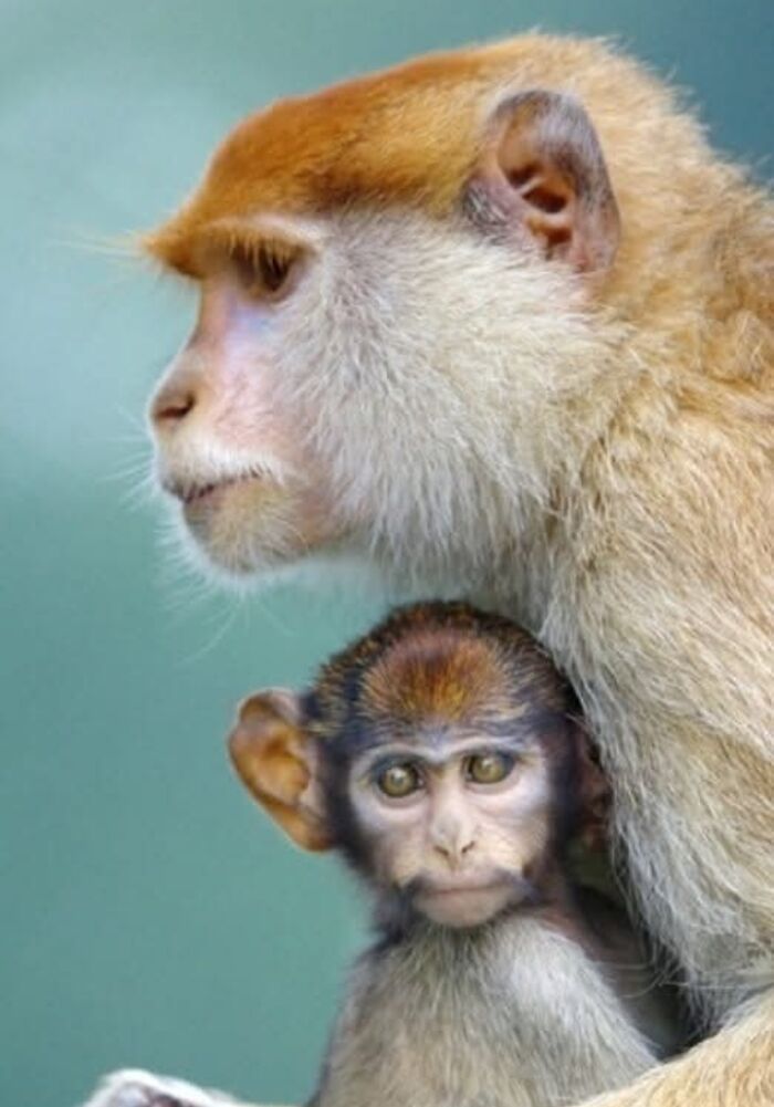 “I Don’t Have Helicopters Or Expensive Expeditions — But I Still Capture Wildlife Moments That Travel The World”