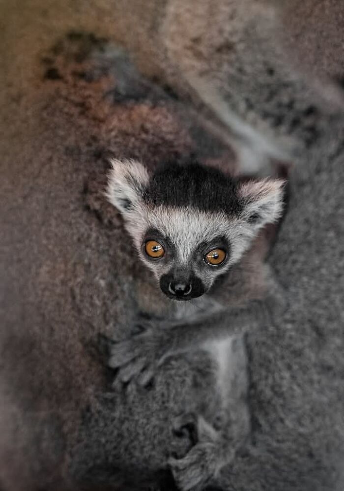 “I Don’t Have Helicopters Or Expensive Expeditions — But I Still Capture Wildlife Moments That Travel The World”