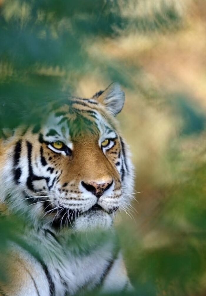 “I Don’t Have Helicopters Or Expensive Expeditions — But I Still Capture Wildlife Moments That Travel The World”