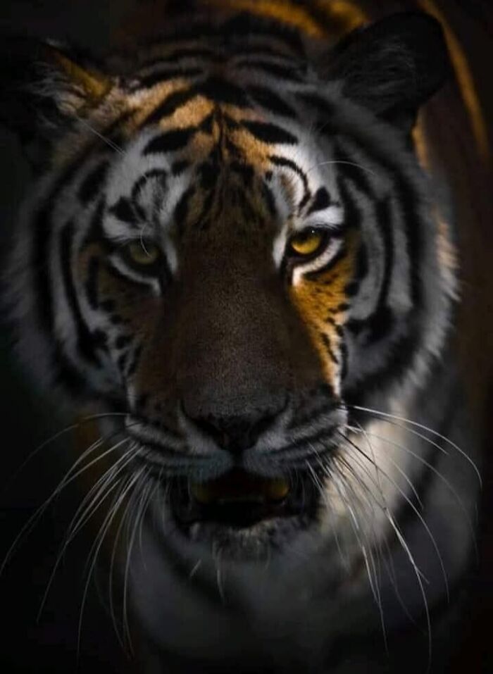 “I Don’t Have Helicopters Or Expensive Expeditions — But I Still Capture Wildlife Moments That Travel The World”