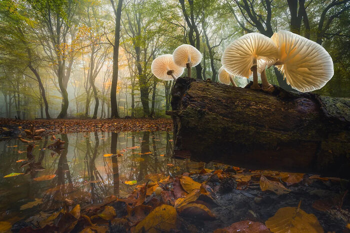 Glowing mushrooms on a fallen log in a misty forest with autumn leaves reflecting in still water, nature photography.