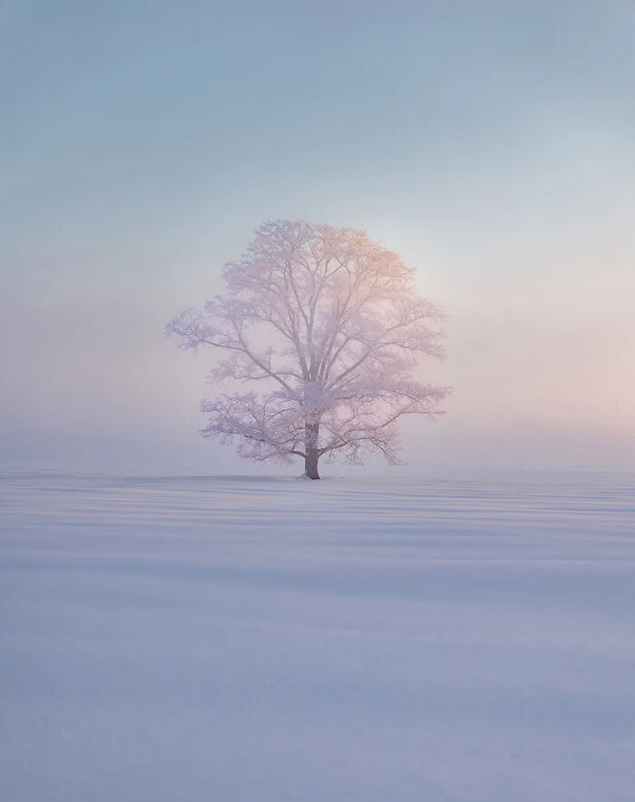 Frost-covered tree standing alone in a snowy field during sunrise, showcasing best nature photography of 2025.