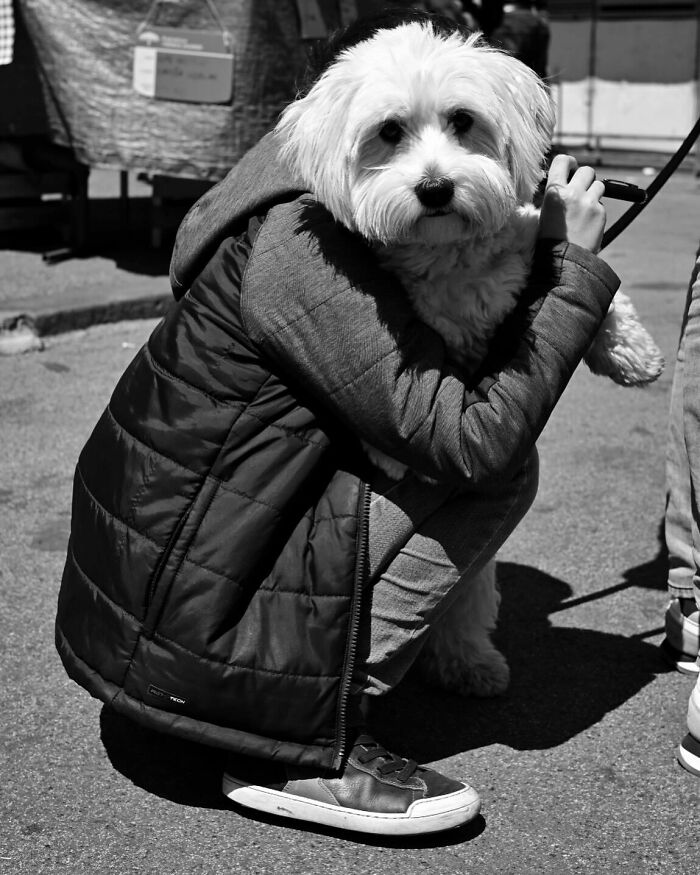 Person wearing a puffer jacket hugging a fluffy white dog on a city street capturing marvels of daily life moments.