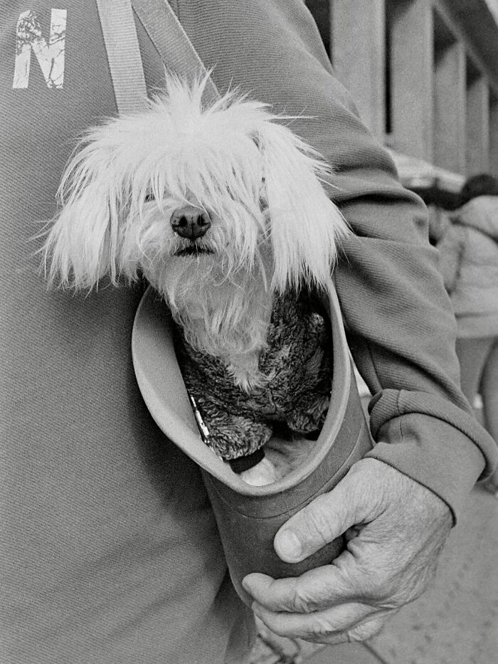Small dog nestled inside a shoe held by a person, capturing a street moment filled with the marvels of daily life.
