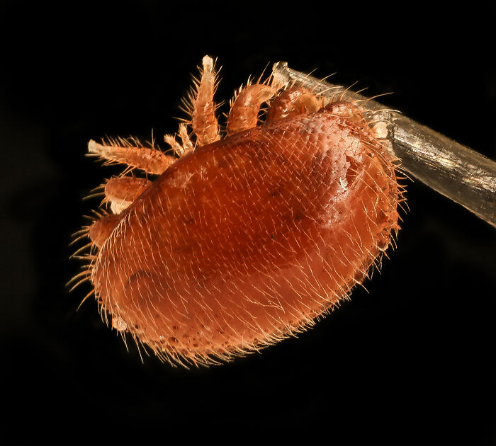 Close-up of a tiny mite highlighting unusual life facts that might make you do a double take on nature’s details.