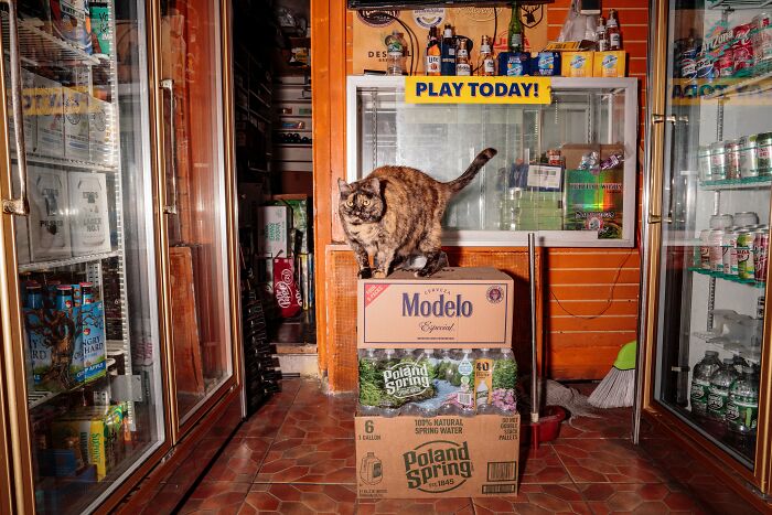 The Bodega Cat Is Having A Legislative Moment The Bodega Cat Is Having A Legislative Moment