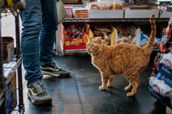 The Bodega Cat Union Finally Has A Contract On The table The Bodega Cat Union Finally Has A Contract On The table