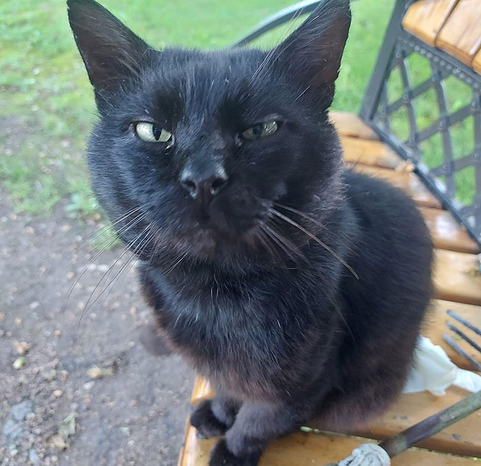Black cat sitting on a park bench, representing Lithuania lawmaker’s cat consent to fire national broadcaster head. Black cat sitting on a park bench, representing Lithuania lawmaker’s cat consent to fire national broadcaster head.