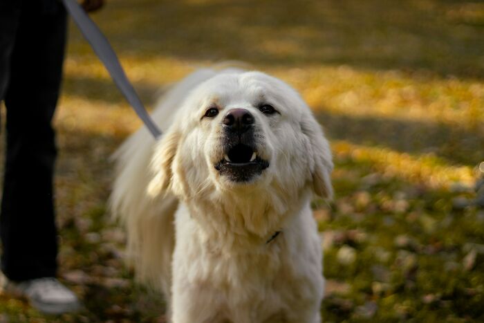 Large white fluffy dog on a leash outside, representing times people became rich out of nowhere stories.