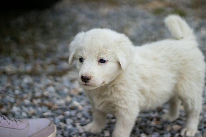 Fluffy white puppy standing on gravel, illustrating the concept of shocking secrets people trust strangers online with.