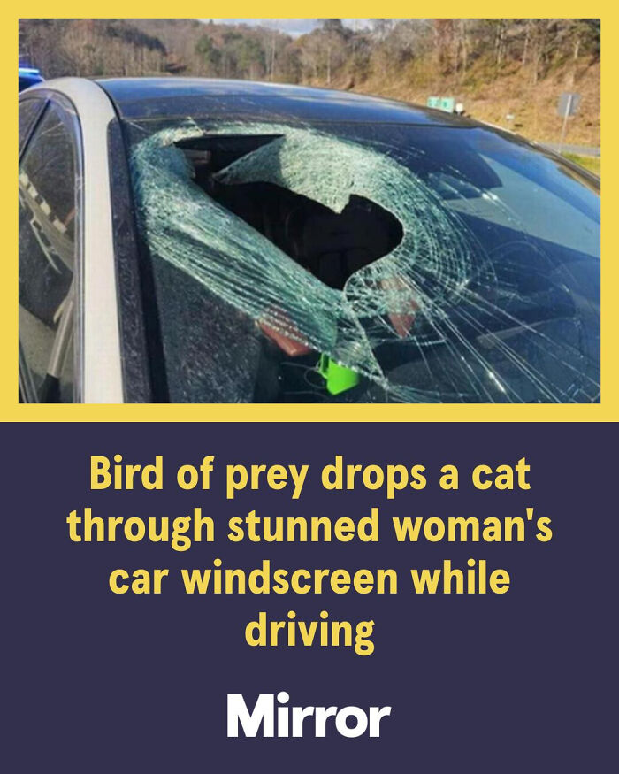 Broken car windscreen caused by bird of prey dropping a cat, illustrating bizarre local newspaper headlines.