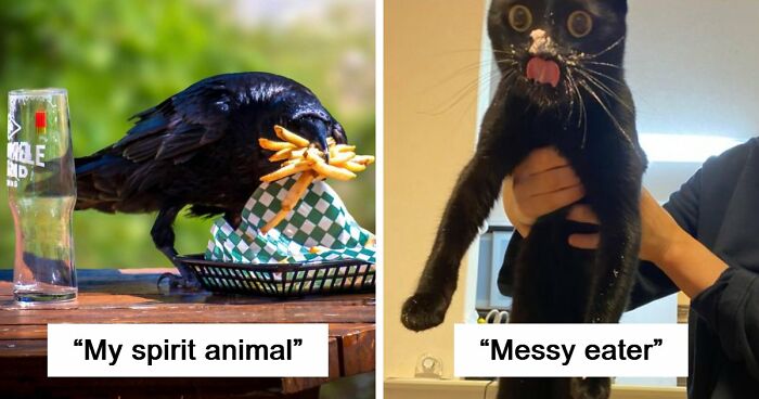 89 Sneaky Pets Who Tried To Steal Food But Got Busted (New Pics)